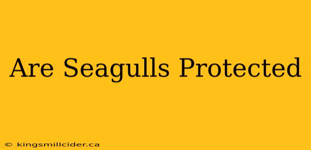 Are Seagulls Protected