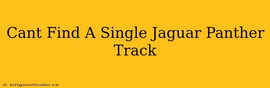 Cant Find A Single Jaguar Panther Track