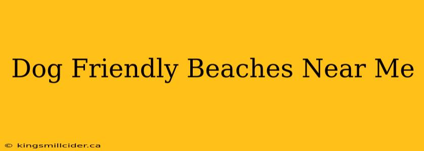 Dog Friendly Beaches Near Me