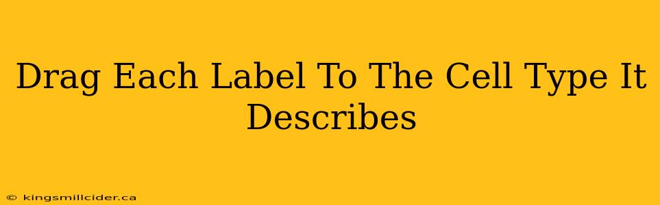 Drag Each Label To The Cell Type It Describes