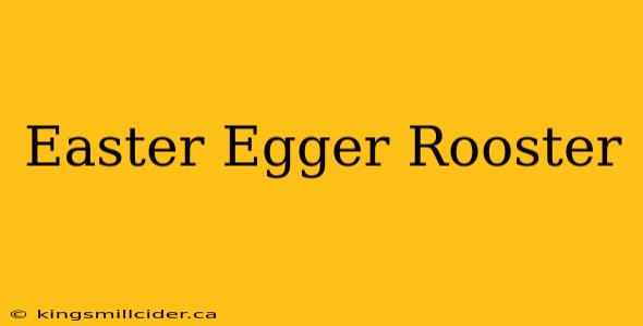 Easter Egger Rooster