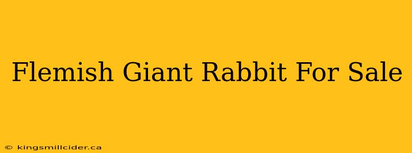 Flemish Giant Rabbit For Sale