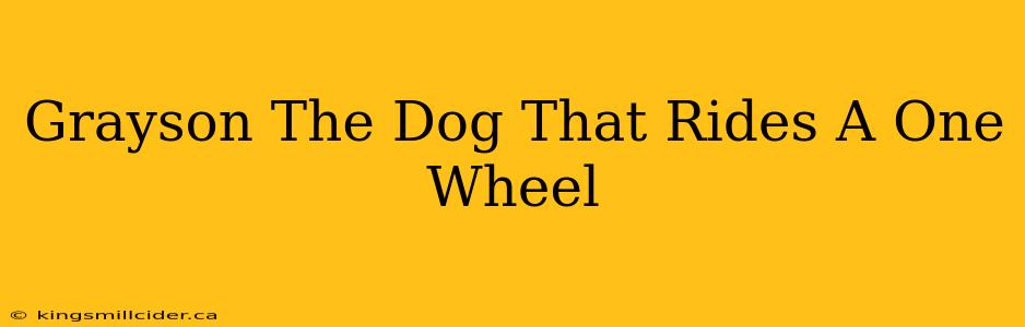 Grayson The Dog That Rides A One Wheel