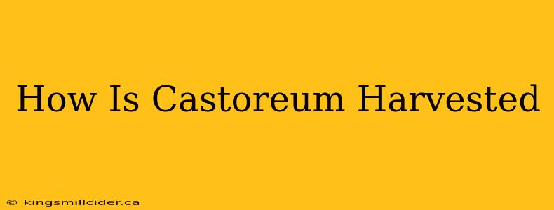 How Is Castoreum Harvested