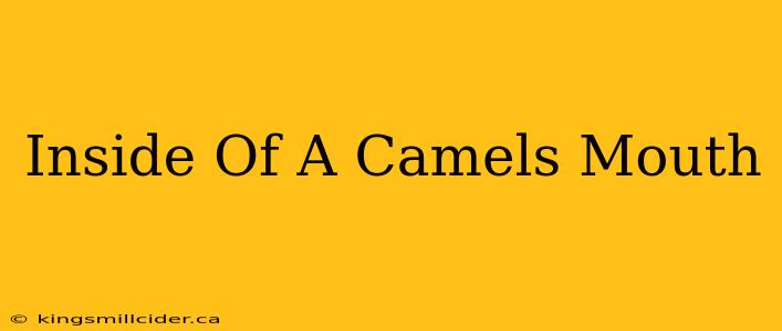 Inside Of A Camels Mouth