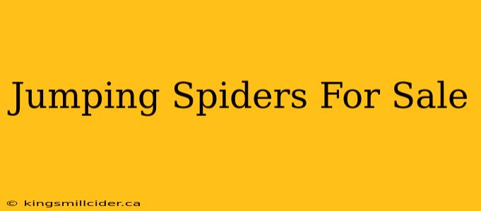 Jumping Spiders For Sale