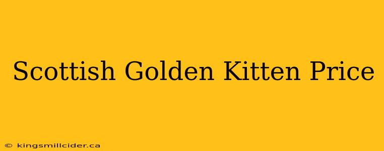 Scottish Golden Kitten Price