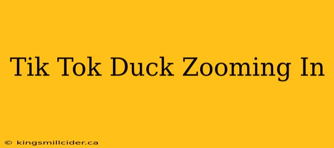 Tik Tok Duck Zooming In