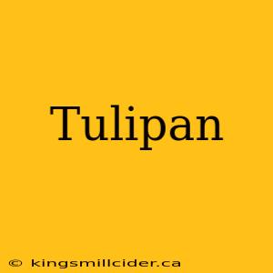 Tulipan