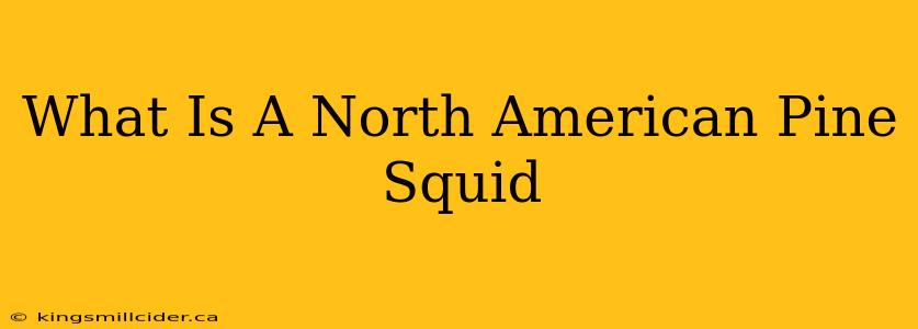 What Is A North American Pine Squid