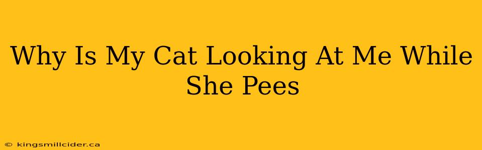 Why Is My Cat Looking At Me While She Pees